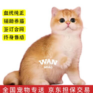 涴喵 純種寵物貓咪活體金銀漸層幼貓全程輔助養(yǎng)貓簽訂合同雙重保障 血統(tǒng)級(jí) 英短