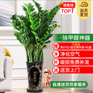 嘆為觀止 大型盆栽 單桿辮子發(fā)財(cái)樹天堂鳥綠蘿散尾葵辦公室內(nèi)開業(yè)喬遷禮品 大型金錢樹1-1.2米【財(cái)源廣進(jìn)】 含盆