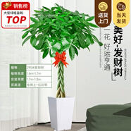 嘆為觀止大型植物發(fā)財樹各種大顆盆栽開業(yè)喬遷客廳辦公室內(nèi)好養(yǎng)大型花卉 辮子發(fā)財樹【1.5-1.7米】 含盆