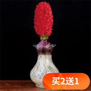 歐悟碗蓮種子室內盆栽水培植物水養荷花綠植花卉風(fēng)信子水仙花種球睡蓮 紅色風(fēng)信子種球1顆+盆+營(yíng)養液