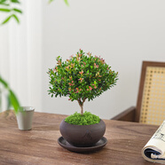 八芽 小葉赤楠盆景擺件室內(nèi)綠植花卉盆栽老樁客廳辦公室桌面好養(yǎng)植物 （舍得紫砂盆赤楠+鋪面+托盤）