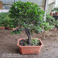 御春閣小葉紫檀樹苗黑骨茶室內(nèi)陽臺盆栽花卉綠植耐寒四季常青微景觀樁形 老樁大獨(dú)桿粗約3公分50厘米高