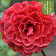 盆栽茶花苗 山茶花苗綠植花卉盆栽四季好養(yǎng)茶花樹苗盆栽耐寒花卉觀花植物室內(nèi)花卉綠植開花不斷 不含盆  美人西施 7年苗樹形美分叉多