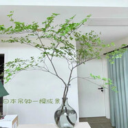 墨薰槿日本進(jìn)口吊鐘鮮切帶葉水培植物綠植枝條馬醉木室內(nèi)客廳ins風(fēng)極簡 進(jìn)口吊鐘40cm一支