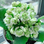 中夢  長壽花重瓣大花鮮花家用家養(yǎng)花卉室內(nèi) 大花綠巴黎 含原盆