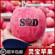 靈寶蘋(píng)果 LINGBAO APPLE順豐靈寶寺河山蘋(píng)果SOD紅富士富硒孕婦水果富硒脆甜平安果禮盒裝 95mm（含）以上 特大無(wú)SOD字12果