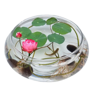 春草碧水培花卉綠植盆栽【30粒已開(kāi)口碗蓮套裝】荷花睡蓮子種子四季播種 玻璃盆水培蓮花套裝