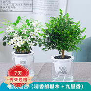 祺典花卉植物室內(nèi)花辦公桌面凈化空氣水培小綠植好養(yǎng)易活驅(qū)蚊盆栽 【夏季驅(qū)蚊】胡椒木+九里香 帶盆栽好
