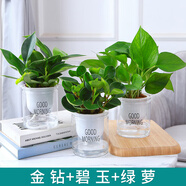綠有意綠蘿水培綠植物盆栽室內(nèi)發(fā)財(cái)樹富貴竹文綠籮薄荷多肉花卉四季好養(yǎng) 【吸甲醛組合】金鉆+碧玉+綠蘿 含盆