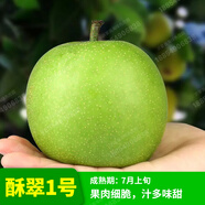 梨樹(shù) 梨子樹(shù)苗 龍辰語(yǔ)梨苗梨樹(shù)苗嫁接苗果樹(shù)苗黃金梨盆栽地栽苗南方北方種植當年結果苗 酥脆一號 10年苗