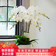 初卉（C·hui）【送貨上門】蝴蝶蘭盆栽帶花帶苞年宵花盆栽花卉真花喬遷全國配送 四支白色（帶盆栽好）