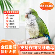 若宸智慧農(nóng)業(yè)鸚鵡活體養(yǎng)殖基地直發(fā)健康活潑可愛 綠和尚鸚鵡1只