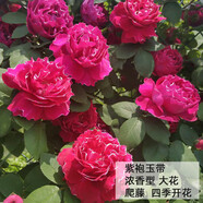 耐寒薔薇花苗爬藤四季開花室內(nèi)盆栽室外藤本月季玫瑰花卉易活植物 紫苞玉帶 爬藤 精品花苗 不含盆