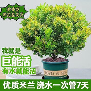 嘆為觀止大型盆栽金錢榕百合竹金錢樹發(fā)財樹清香木辦公室內(nèi)落地款中型植物 米蘭【35-45厘米】 含盆