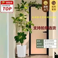嘆為觀止大型植物發(fā)財樹各種大顆盆栽開業(yè)喬遷客廳辦公室內(nèi)好養(yǎng)大型花卉 孟加拉榕【1.6-1.8米】 含盆