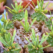 素蜜多肉之家多肉植物含盆含土自選品種新手陽臺(tái)辦公室桌面 大盆菠蘿6-9頭塑料盆栽好