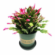 種花迷多色蟹爪蘭花苗盆栽當年開(kāi)四季開(kāi)花重瓣螃蟹抓蓮好養易活室內花卉 單色10棵（當年開(kāi)花） 含盆加侖盆