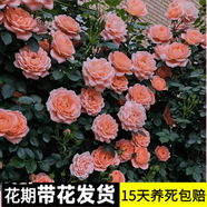 花友藤本月季花苗月季花樹苗盆栽特大花苗庭院爬藤植物陽(yáng)臺(tái)薔薇爬墻 甜夢(mèng)【爬藤】大苗 1-1.3米高度多分叉