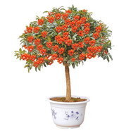 桂花樹苗桂花苗盆栽金桂四季桂室內(nèi)外濃香型陽臺花卉綠植庭院盆景植物 四季沉香【四季開花濃香】 3年苗【當(dāng)年開花】