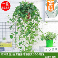 綠有意 綠蘿長藤盆栽室內(nèi)大葉垂吊植物大盆綠籮除甲醛吊綠植水培花卉蘭 165#常春藤30-50厘米一盆