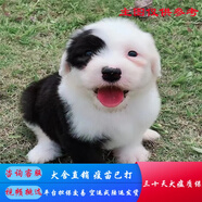 福貝純享 純種寵物狗狗活體古代牧羊犬幼犬古牧幼崽大型犬 血統(tǒng)級 母