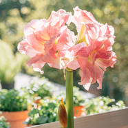 塔莎的花園朱頂紅重瓣種球地栽球根花卉植物阿弗雷花孔雀源頭直發(fā)包郵 玫瑰花樣 22-24 南非 其他