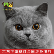 佳朔金漸層活體寵物貓咪幼貓純種英短全程輔助養(yǎng)貓簽訂合同雙重保障 寵物級(jí) 英短藍(lán)貓