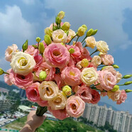 云南重瓣洋桔梗花苗多年生易養(yǎng)活庭院陽(yáng)臺(tái)盆栽花卉原土發(fā)貨小花苗 隨機(jī)混色10顆送2顆（可選色） 不帶盆