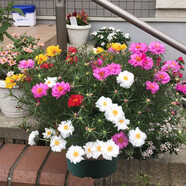播種心情太陽花種子重瓣混色四季開花庭院陽臺(tái)盆栽易活室內(nèi)外 太陽花白色3萬粒+肥料