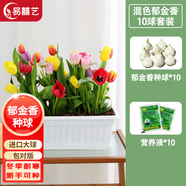 易囍藝 郁金香種球水培盆栽花卉土培室內(nèi)花綠植盆栽水養(yǎng)植物花卉進(jìn)口大 混色郁金香10球+營養(yǎng)液