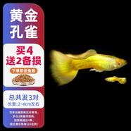 森悠（SARYOR）孔雀魚純種觀賞魚小型淡水好養(yǎng)熱帶魚活體斑馬金魚鳳尾魚繁殖 黃金孔雀2對(duì)+1對(duì)防損【3公3母】
