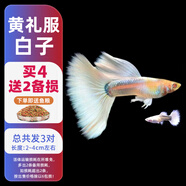 森悠（SARYOR）孔雀魚純種觀賞魚小型淡水好養(yǎng)熱帶魚活體斑馬金魚鳳尾魚繁殖 黃禮服白子2對(duì)+1對(duì)防損