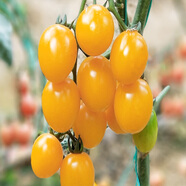 水潤雨花黃圣女果種籽櫻桃番茄小西紅柿千禧種子陽(yáng)臺盆栽菜園庭院水果蔬菜 黃圣女番茄/種子約200粒