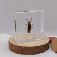 真實(shí)昆蟲(chóng)樹(shù)脂小動(dòng)物標本小孩禮物玩具擺件金龜子蝎子蜘蛛知了甲蟲(chóng) 螢火蟲(chóng) 3.8CM*3.8CM