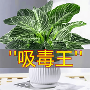 嘆為觀止18種吊蘭任你選金邊吊蘭各種盆栽花卉客廳垂吊桌面植物凈化空氣 鉑金鉆【陶瓷盆】 含盆