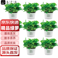 九千谷綠蘿盆栽8盆裝180大盆磨砂早安盆室內(nèi)外綠植盆栽植物源頭直發(fā)