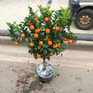 CHUANGSHIJI沙糖桔樹苗南方北方種植橘子樹苗柑桔果樹果苗嫁接砂糖地栽盆栽 2年精選苗 (后年結(jié)果 死苗包補(bǔ)) 81cm(含)-110cm(含)