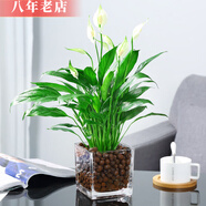 雅卉水培植物室內(nèi)紅掌盆栽一帆風(fēng)順白掌花卉植物粉掌玻璃好水養(yǎng)帶花苞 白掌(10cm玻璃方缸+陶粒) 含盆