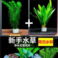 蜈蚣草水草魚缸造景好養(yǎng)耐活增氧綠菊水草植物真草凈化水質陰性 蜈蚣草6支+大九冠1顆【帶2重力環(huán)】