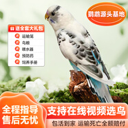 若宸智慧農(nóng)業(yè)鸚鵡活體養(yǎng)殖基地直發(fā)健康活潑可愛 白云色斑虎皮1只公