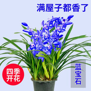 星雨香（XINGYUXIANG）超香 蘭花 室內(nèi)盆栽 花卉綠植 蘭草植物蘭花苗 藍(lán)寶石 特大盆12苗連體 帶原盆土