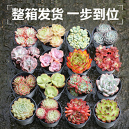 壹分皿多肉植物一整箱含盆帶土新手套餐組合盆栽套裝萌肉肉植物星辰園藝 16顆隨機(jī)不同品種：90#