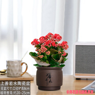 小冤家重瓣長(cháng)壽花陶瓷盆四季開(kāi)花帶花苞金狐貍懶人好養活耐旱好養活綠植 長(cháng)壽花（上善若水陶瓷盆）