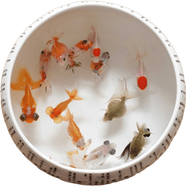 貝冠奇金魚活體觀賞魚草金冷水魚錦鯉活魚小型小金魚寵物冷水活體魚包郵 6條小金魚3-4cm（顏色隨機(jī)）