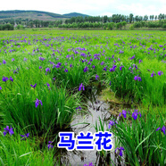碧鼎馬蓮種子 馬蘭花種子 馬連多年生耐寒耐水耐澇水邊花卉可水生 馬蘭花種子 500粒