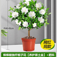 愛你一萬年梔子花盆栽花卉植物室內(nèi)綠植四季好養(yǎng)茉莉花源頭直發(fā)驅(qū)蚊組合包郵 棒棒糖梔子花40-45cm（原土盆）