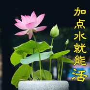 播種心情碗蓮種子蓮花荷花種子魚缸池塘水培綠植花卉種籽已開口包發(fā)芽水草 開口碗蓮種子30粒+營(yíng)養(yǎng)液+碗蓮盆