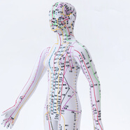 卓越科人體針灸模型經(jīng)絡(luò )穴位中醫全身十二經(jīng)絡(luò )銅人扎針練習小皮人數字定位穴位模特圖