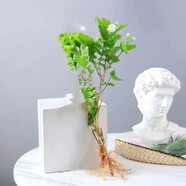 重瓣茉莉花盆栽濃香型南方四季開花帶盆驅(qū)蚊綠植花卉室內(nèi)陽臺庭院 茉莉2棵【不含盆】