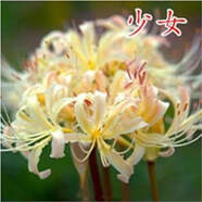 綠植彼岸花種子曼珠沙華盆栽彼岸花種球石蒜花室內(nèi)四季種花卉 猶-粉之媚 5個(gè)彼岸花種球+盆+肥+生根粉